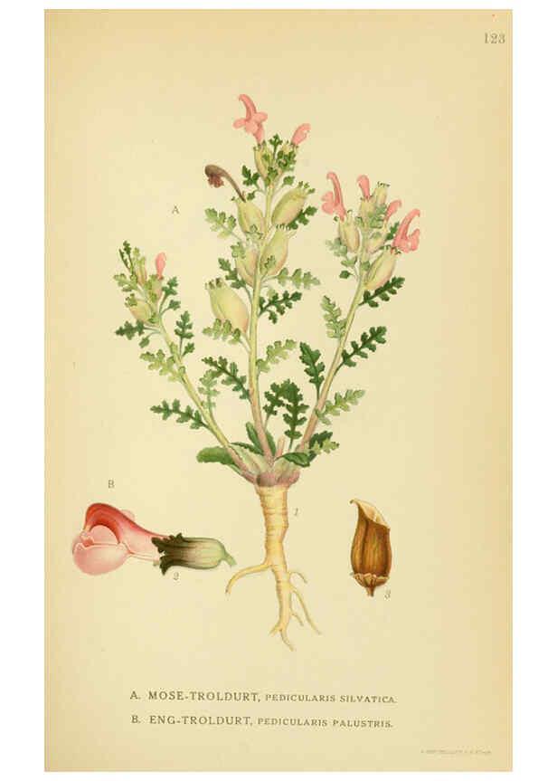 Reproducción/Reproduction 6028813315: Billeder af nordens flora. v.1 København,G.E.C. Gad's forlag,1917-1927
