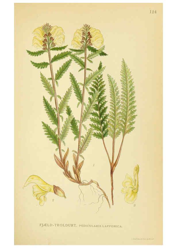 Reproducción/Reproduction 6029366098: Billeder af nordens flora. v.1 København,G.E.C. Gad's forlag,1917-1927