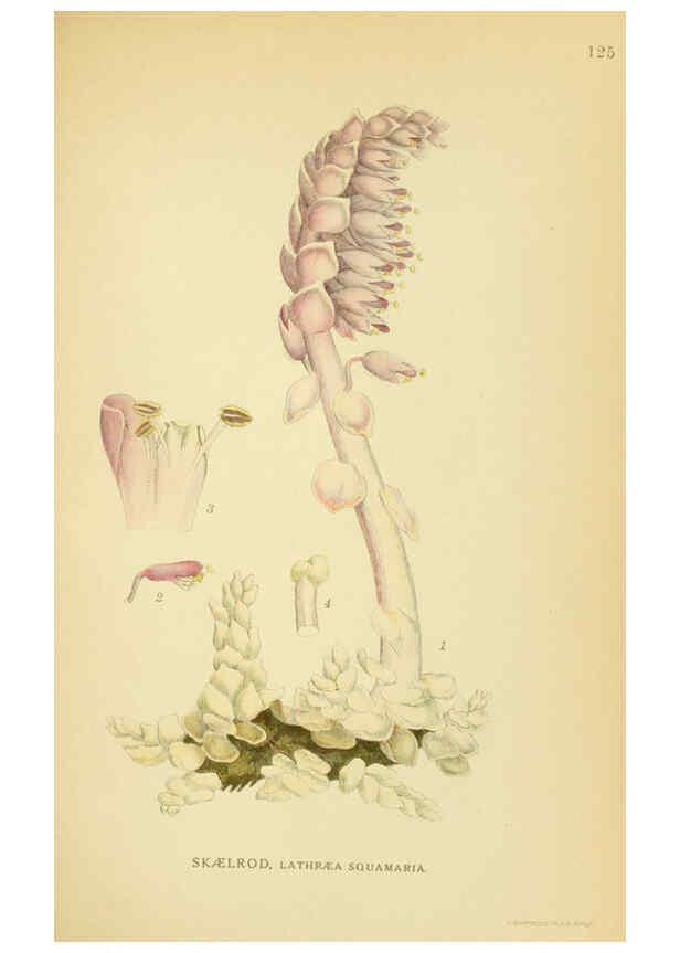 Reproducción/Reproduction 6029366312: Billeder af nordens flora. v.1 København,G.E.C. Gad's forlag,1917-1927