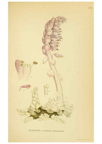 Reproducción/Reproduction 6029366312: Billeder af nordens flora. v.1 København,G.E.C. Gad's forlag,1917-1927