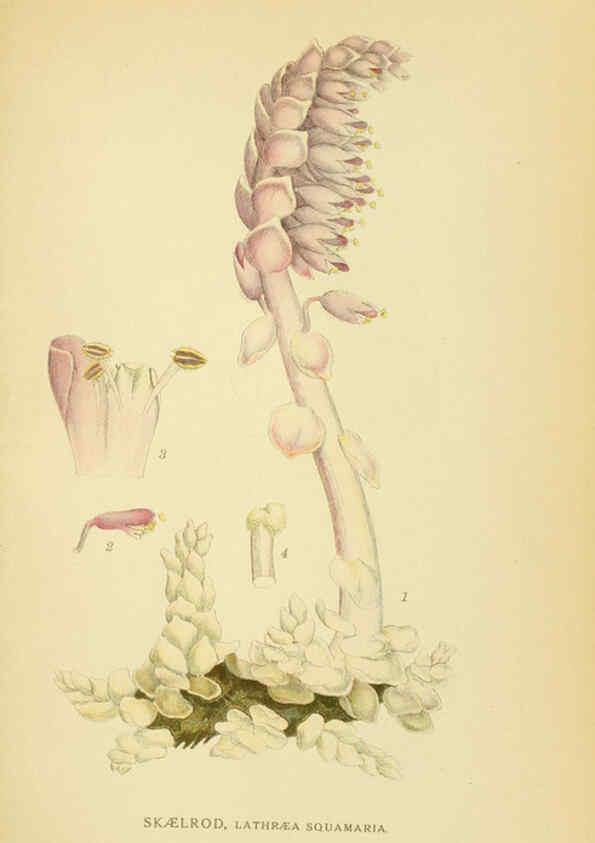 Reproducción/Reproduction 6029366312: Billeder af nordens flora. v.1 København,G.E.C. Gad's forlag,1917-1927