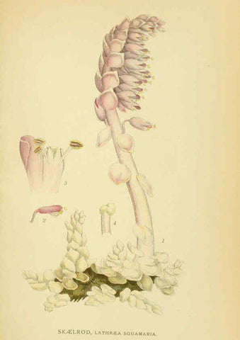 Reproducción/Reproduction 6029366312: Billeder af nordens flora. v.1 København,G.E.C. Gad's forlag,1917-1927