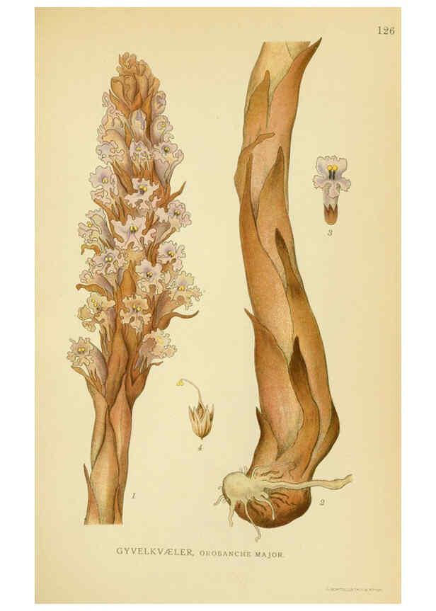 Reproducción/Reproduction 6029366534: Billeder af nordens flora. v.1 København,G.E.C. Gad's forlag,1917-1927