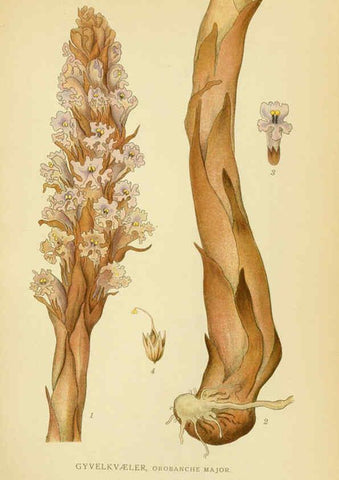 Reproducción/Reproduction 6029366534: Billeder af nordens flora. v.1 København,G.E.C. Gad's forlag,1917-1927