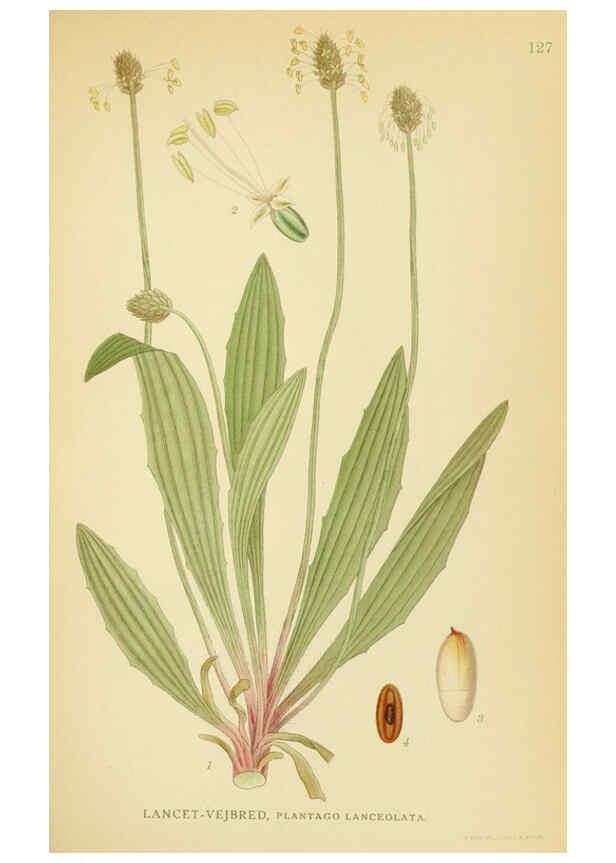 Reproducción/Reproduction 6028814361: Billeder af nordens flora. v.1 København,G.E.C. Gad's forlag,1917-1927