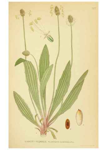 Reproducción/Reproduction 6028814361: Billeder af nordens flora. v.1 København,G.E.C. Gad's forlag,1917-1927