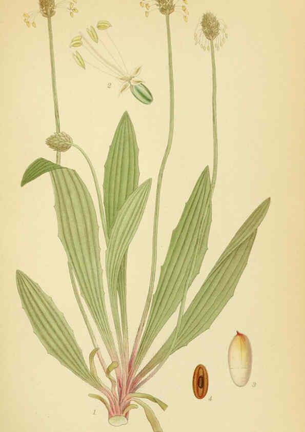 Reproducción/Reproduction 6028814361: Billeder af nordens flora. v.1 København,G.E.C. Gad's forlag,1917-1927