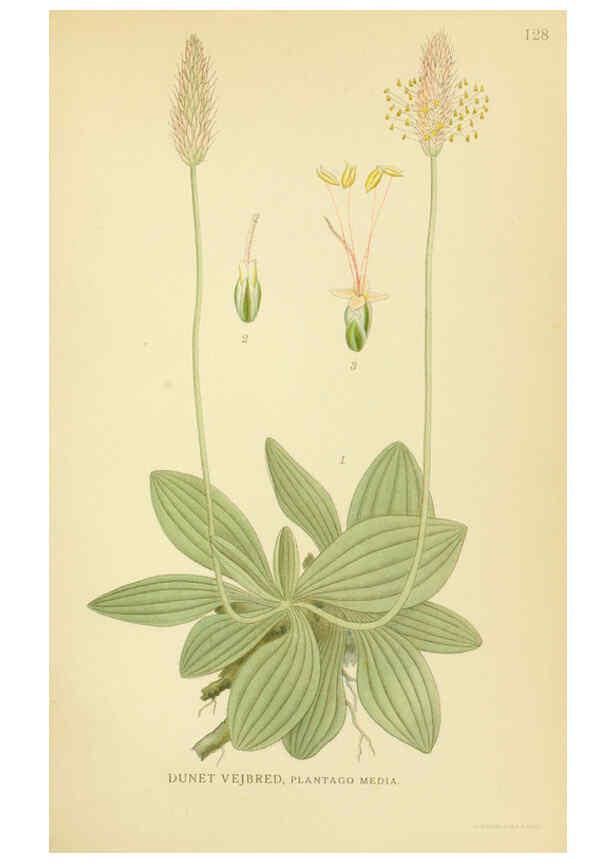 Reproducción/Reproduction 6029367430: Billeder af nordens flora. v.1 København,G.E.C. Gad's forlag,1917-1927