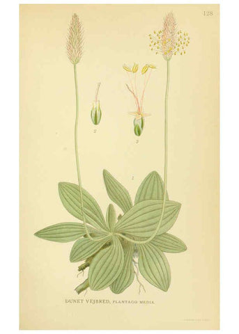 Reproducción/Reproduction 6029367430: Billeder af nordens flora. v.1 København,G.E.C. Gad's forlag,1917-1927