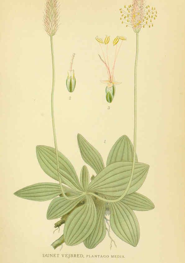 Reproducción/Reproduction 6029367430: Billeder af nordens flora. v.1 København,G.E.C. Gad's forlag,1917-1927
