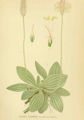 Reproducción/Reproduction 6029367430: Billeder af nordens flora. v.1 København,G.E.C. Gad's forlag,1917-1927