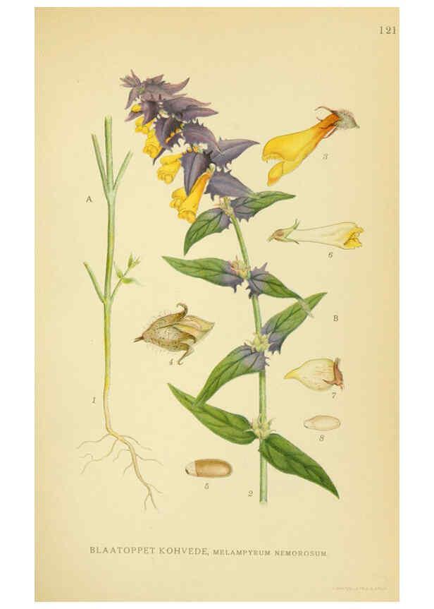 Reproducción/Reproduction 6029365140: Billeder af nordens flora. v.1 København,G.E.C. Gad's forlag,1917-1927