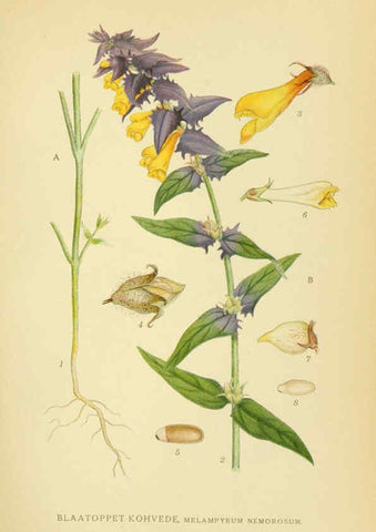 Reproducción/Reproduction 6029365140: Billeder af nordens flora. v.1 København,G.E.C. Gad's forlag,1917-1927