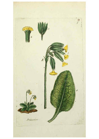 Reproducción/Reproduction 6055494339: Flora Parisiensis. v.1. Paris,P.F. Didot,1776-1783