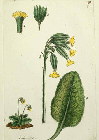 Reproducción/Reproduction 6055494339: Flora Parisiensis. v.1. Paris,P.F. Didot,1776-1783
