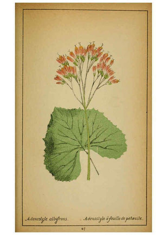 Reproducción/Reproduction 6031668251: Choix de plantes de l'Europe centrale et particulièrement de la Suisse et de la Savoie Genève,F. Richard,1878