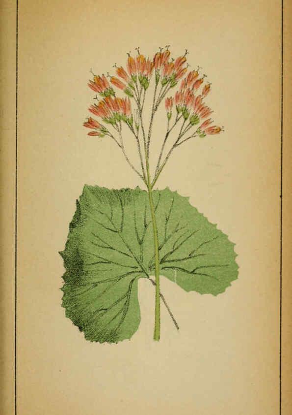 Reproducción/Reproduction 6031668251: Choix de plantes de l'Europe centrale et particulièrement de la Suisse et de la Savoie Genève,F. Richard,1878