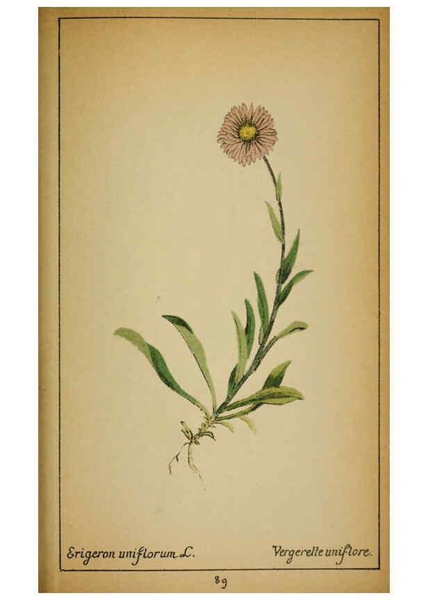 Reproducción/Reproduction 6031668565: Choix de plantes de l'Europe centrale et particulièrement de la Suisse et de la Savoie Genève,F. Richard,1878