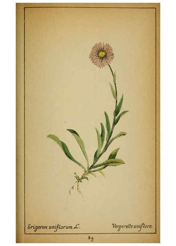 Reproducción/Reproduction 6031668565: Choix de plantes de l'Europe centrale et particulièrement de la Suisse et de la Savoie Genève,F. Richard,1878