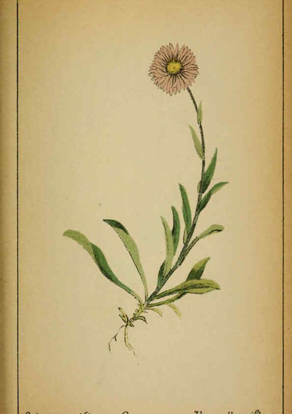 Reproducción/Reproduction 6031668565: Choix de plantes de l'Europe centrale et particulièrement de la Suisse et de la Savoie Genève,F. Richard,1878