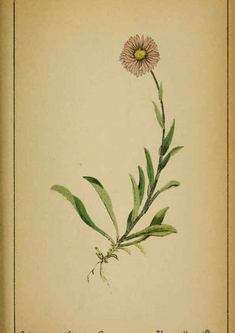 Reproducción/Reproduction 6031668565: Choix de plantes de l'Europe centrale et particulièrement de la Suisse et de la Savoie Genève,F. Richard,1878