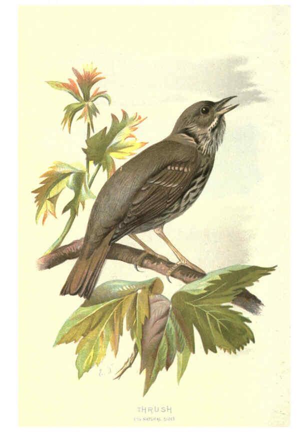 Reproducción/Reproduction 6032351707: Familiar wild birds. v.1. London ; New York :Cassell,1883