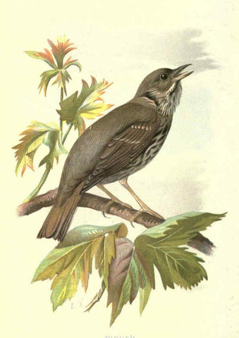 Reproducción/Reproduction 6032351707: Familiar wild birds. v.1. London ; New York :Cassell,1883