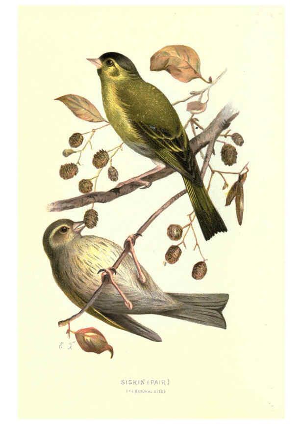 Reproducción/Reproduction 6032352057: Familiar wild birds. v.1. London ; New York :Cassell,1883
