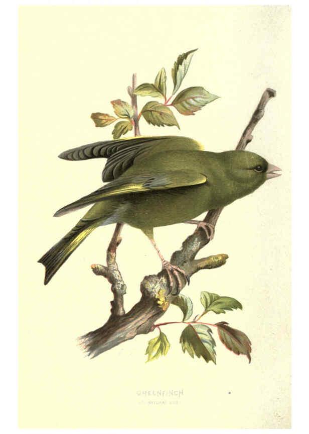 Reproducción/Reproduction 6032352373: Familiar wild birds. v.1. London ; New York :Cassell,1883