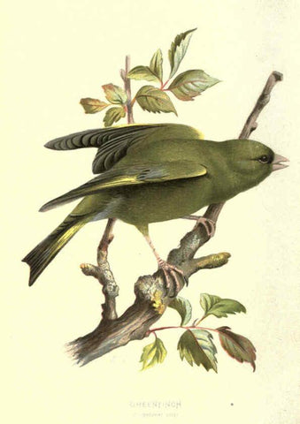 Reproducción/Reproduction 6032352373: Familiar wild birds. v.1. London ; New York :Cassell,1883