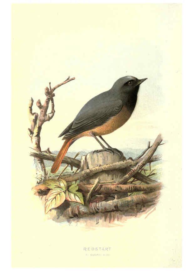 Reproducción/Reproduction 6032910934: Familiar wild birds. v.1. London ; New York :Cassell,1883