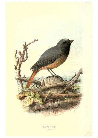 Reproducción/Reproduction 6032910934: Familiar wild birds. v.1. London ; New York :Cassell,1883