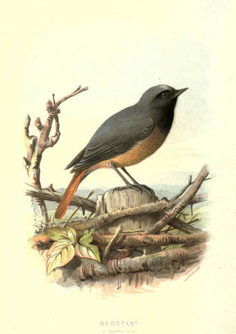 Reproducción/Reproduction 6032910934: Familiar wild birds. v.1. London ; New York :Cassell,1883