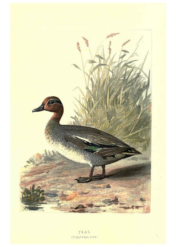 Reproducción/Reproduction 6032911264: Familiar wild birds. v.1. London ; New York :Cassell,1883