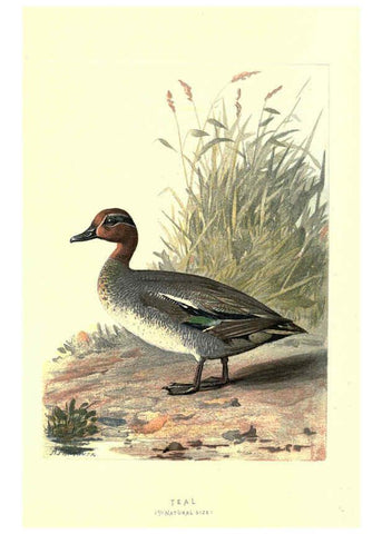 Reproducción/Reproduction 6032911264: Familiar wild birds. v.1. London ; New York :Cassell,1883