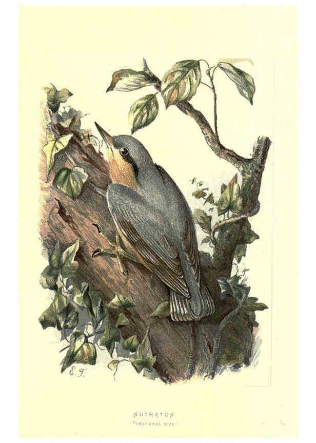 Reproducción/Reproduction 6032911608: Familiar wild birds. v.1. London ; New York :Cassell,1883