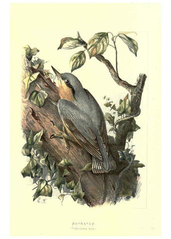 Reproducción/Reproduction 6032911608: Familiar wild birds. v.1. London ; New York :Cassell,1883