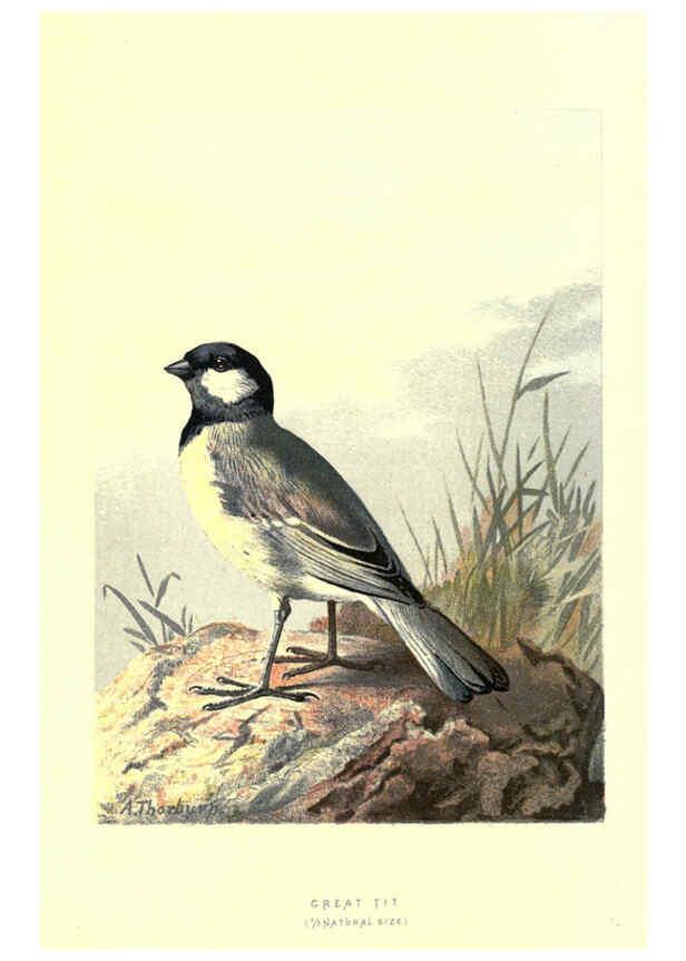 Reproducción/Reproduction 6032911932: Familiar wild birds. v.1. London ; New York :Cassell,1883