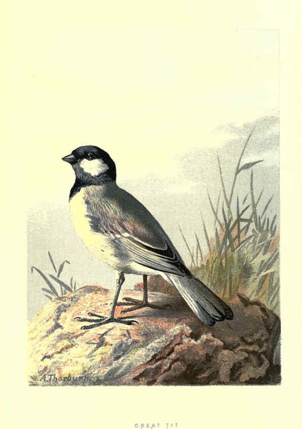 Reproducción/Reproduction 6032911932: Familiar wild birds. v.1. London ; New York :Cassell,1883