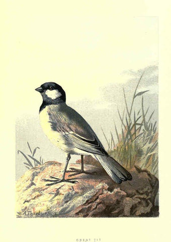 Reproducción/Reproduction 6032911932: Familiar wild birds. v.1. London ; New York :Cassell,1883