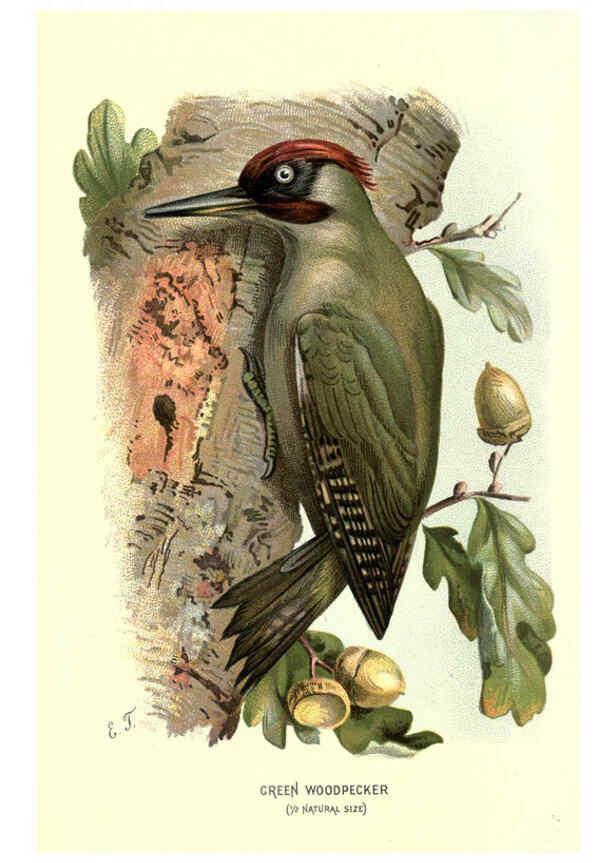 Reproducción/Reproduction 6032354339: Familiar wild birds. v.1. London ; New York :Cassell,1883