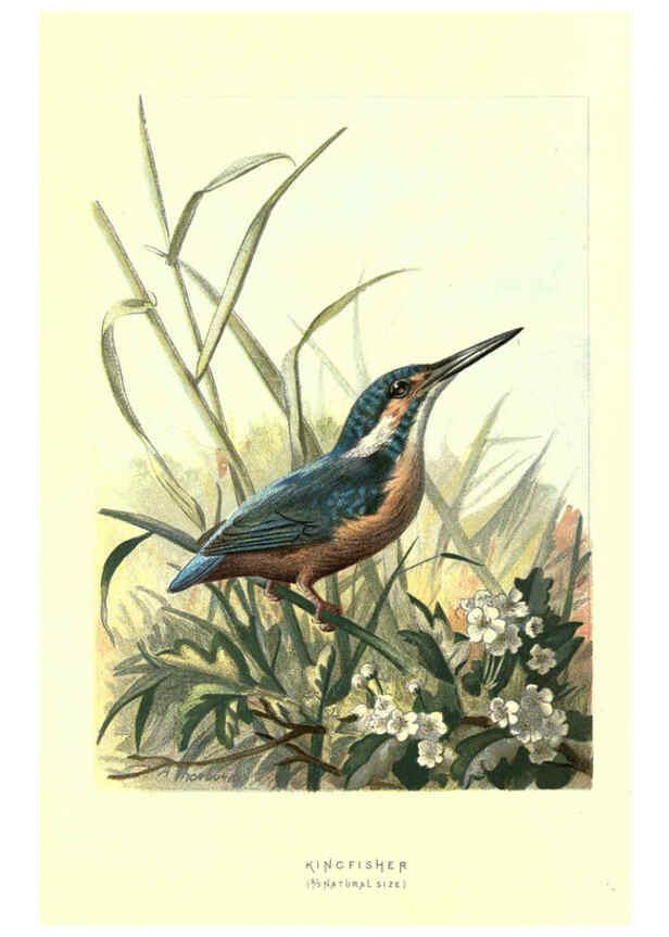 Reproducción/Reproduction 6032912942: Familiar wild birds. v.1. London ; New York :Cassell,1883