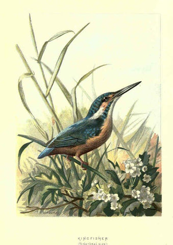 Reproducción/Reproduction 6032912942: Familiar wild birds. v.1. London ; New York :Cassell,1883