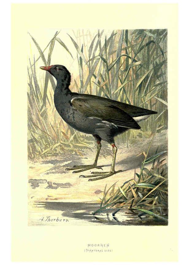 Reproducción/Reproduction 6032913282: Familiar wild birds. v.1. London ; New York :Cassell,1883