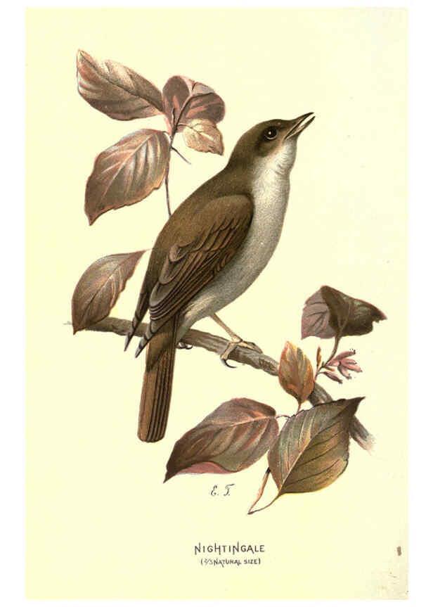 Reproducción/Reproduction 6032355301: Familiar wild birds. v.1. London ; New York :Cassell,1883