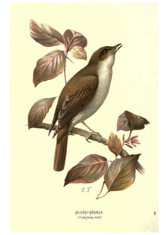 Reproducción/Reproduction 6032355301: Familiar wild birds. v.1. London ; New York :Cassell,1883