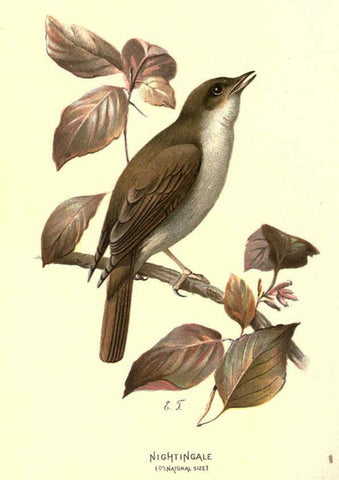 Reproducción/Reproduction 6032355301: Familiar wild birds. v.1. London ; New York :Cassell,1883