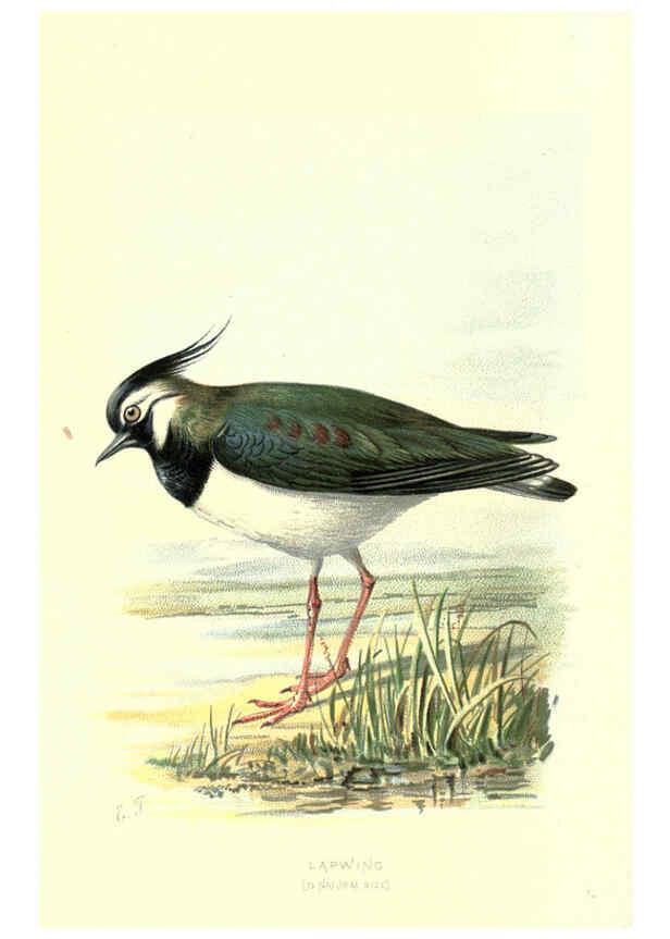 Reproducción/Reproduction 6032355547: Familiar wild birds. v.1. London ; New York :Cassell,1883