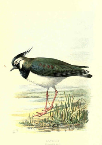 Reproducción/Reproduction 6032355547: Familiar wild birds. v.1. London ; New York :Cassell,1883