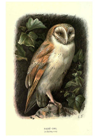 Reproducción/Reproduction 6032356131: Familiar wild birds. v.1. London ; New York :Cassell,1883